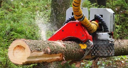 Forestry