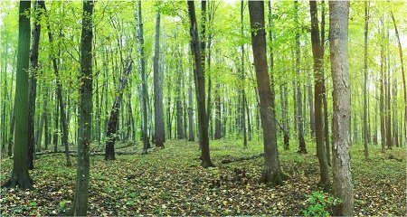 Forestry & Wood Products