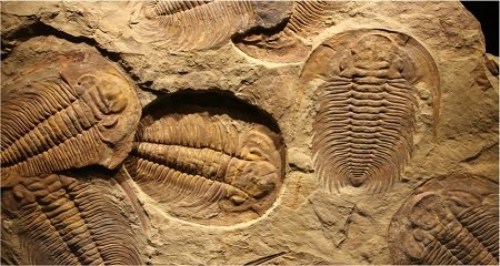 Fossils