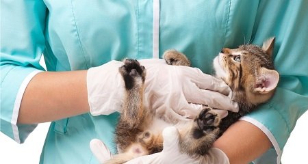 Veterinary Medicine
